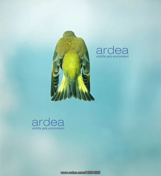 : Greenfinch - Male, in flight, wings down, rear view : Greenfinch - Male, in flight, wings down, rear view