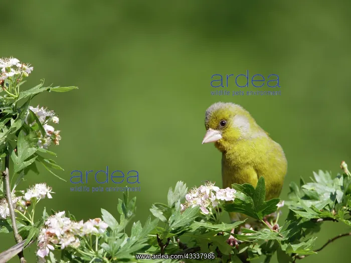 : Greenfinch - male on hawthorn : Greenfinch - male on hawthorn