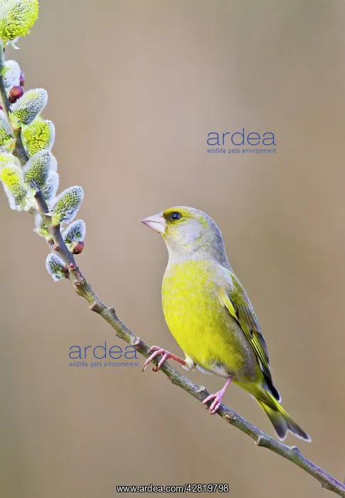 : Greenfinch - male on pussy willow : Greenfinch - male on pussy willow