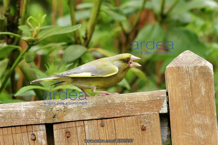 : Greenfinch - male showing territorial aggression : Greenfinch - male showing territorial aggression