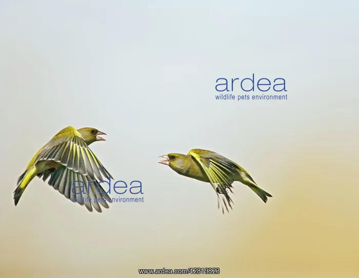 : Greenfinch - males fighting in flight : Greenfinch - males fighting in flight
