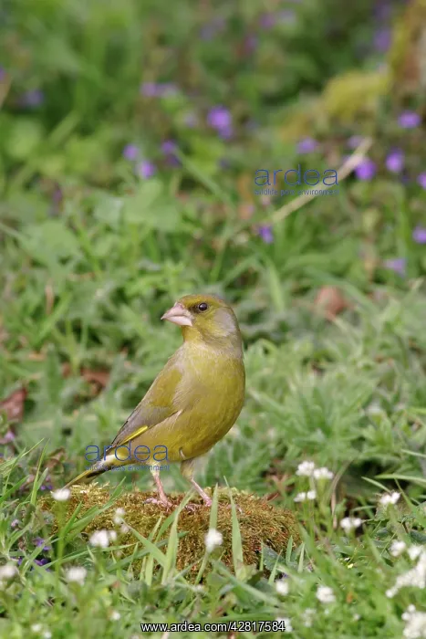 : Greenfinch - On mossy stone in plants side view : Greenfinch - On mossy stone in plants side view