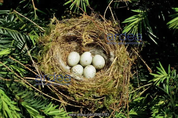 : GREENFINCH nest - with clutch of eggs : GREENFINCH nest - with clutch of eggs