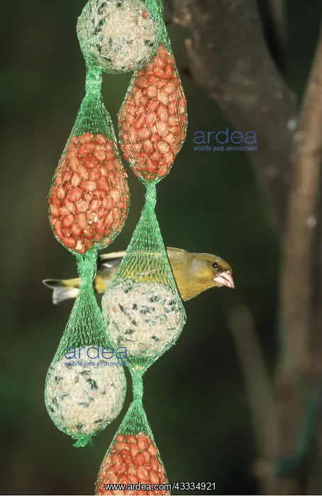 : GREENFINCH - On on seeds, nut & suet feeder : GREENFINCH - On on seeds, nut & suet feeder
