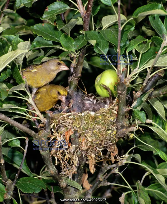 : Greenfinch - pair at nest with chicks in Apple Tree : Greenfinch - pair at nest with chicks in Apple Tree