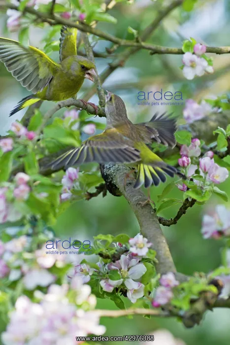 : Greenfinch - pair squabbling - perched among apple blossom : Greenfinch - pair squabbling - perched among apple blossom