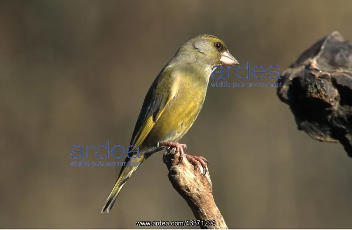 : GREENFINCH - on perch : GREENFINCH - on perch