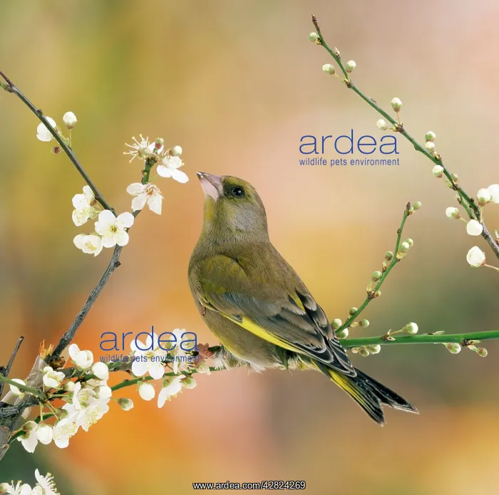  : Greenfinch - perched in blossom tree