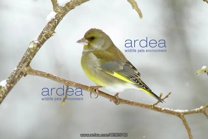 : Greenfinch - perched on branch in winter : Greenfinch - perched on branch in winter