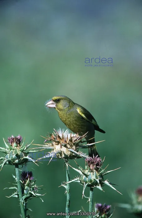 : GREENFINCH - perched on a thistle : GREENFINCH - perched on a thistle