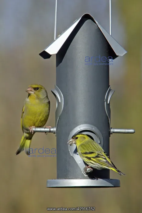 : Greenfinch and Siskin (Carduelis spinus) - at feeder : Greenfinch and Siskin (Carduelis spinus) - at feeder