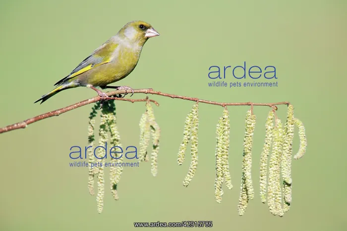 : Greenfinch - sitting on flowering, hazel branch : Greenfinch - sitting on flowering, hazel branch