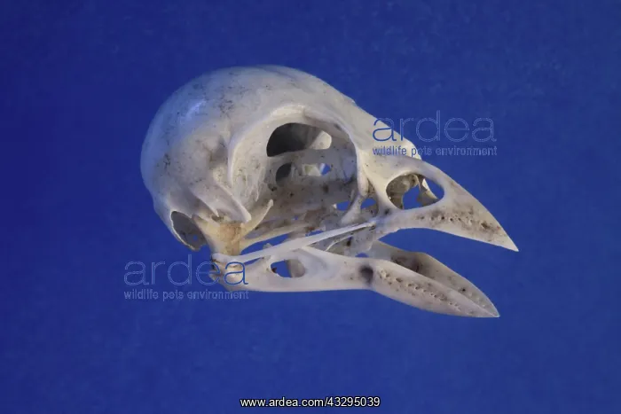 : Greenfinch Skull : Greenfinch Skull