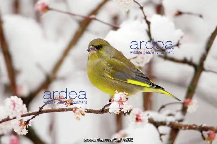 : Greenfinch - on snow covered flowering Viburnum : Greenfinch - on snow covered flowering Viburnum
