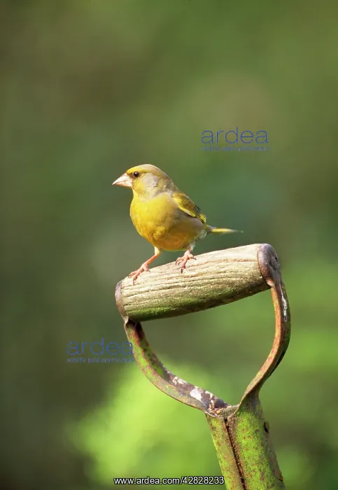 : Greenfinch - on spade : Greenfinch - on spade