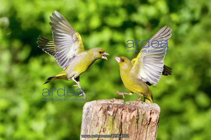 : Greenfinch - two squabbling : Greenfinch - two squabbling