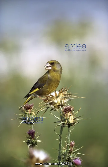 : GREENFINCH - on thistle, singing : GREENFINCH - on thistle, singing