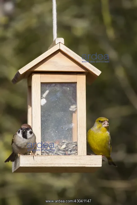 : Greenfinch and Tree Sparrow - at a feeding station : Greenfinch and Tree Sparrow - at a feeding station