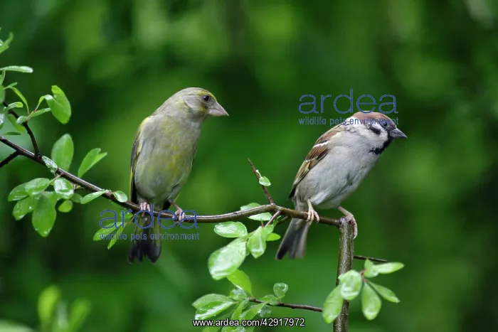 : Greenfinch and Tree Sparrow (Passer montanus) : Greenfinch and Tree Sparrow (Passer montanus)