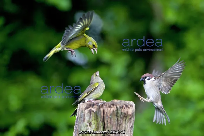 : Greenfinch - two with Tree Sparrow - (Passer montanus) : Greenfinch - two with Tree Sparrow - (Passer montanus)