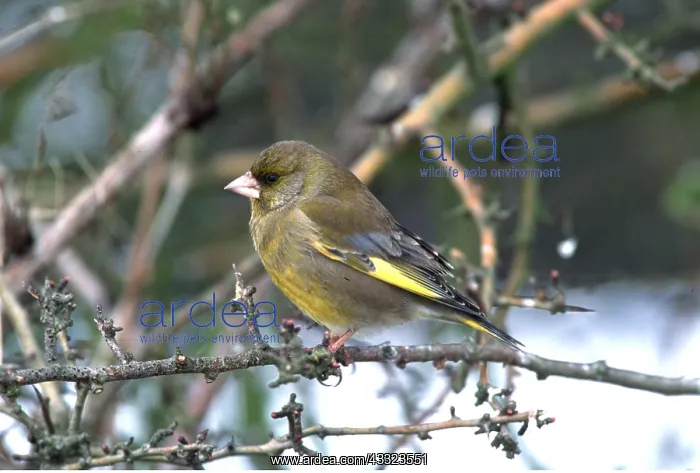 : GREENFINCH - ON TWIG : GREENFINCH - ON TWIG