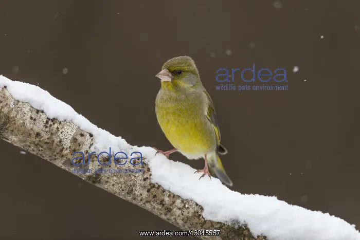  : Greenfinch in winter