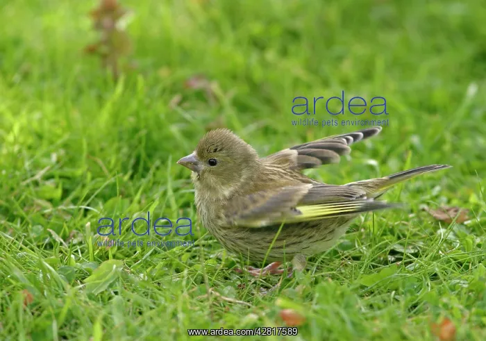 : Greenfinch - Youngster food begging in meadow side view : Greenfinch - Youngster food begging in meadow side view