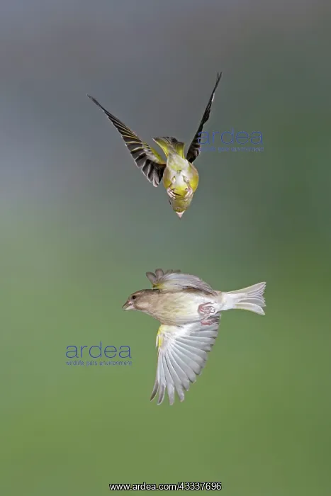 : Greenfinches - fighting in flight : Greenfinches - fighting in flight