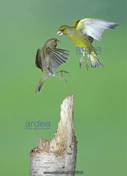 : Greenfinches - fighting in flight : Greenfinches - fighting in flight