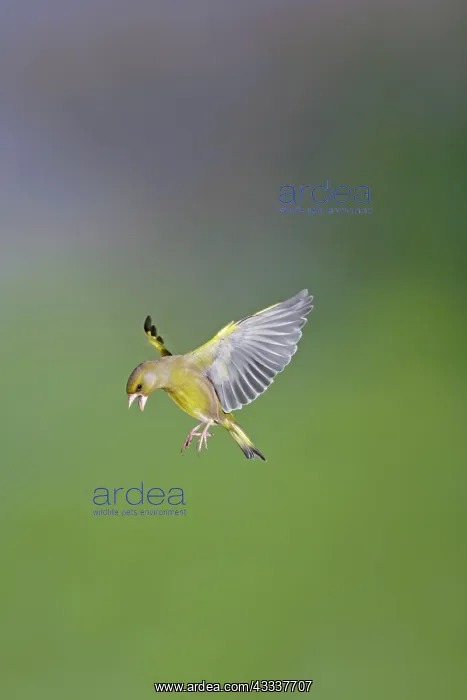 : Greenfinches - male in flight : Greenfinches - male in flight