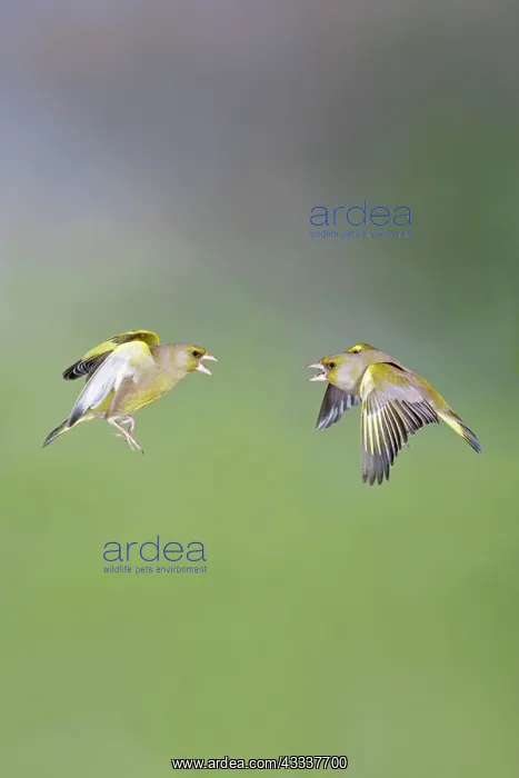 : Greenfinches - males fighting in flight : Greenfinches - males fighting in flight