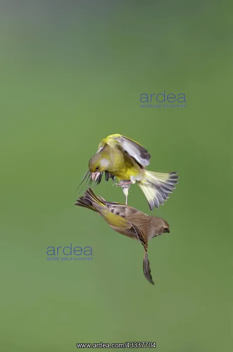 : Greenfinches - males fighting in flight : Greenfinches - males fighting in flight