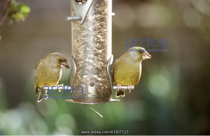 : GREENFINCHES - x two at bird feeder : GREENFINCHES - x two at bird feeder