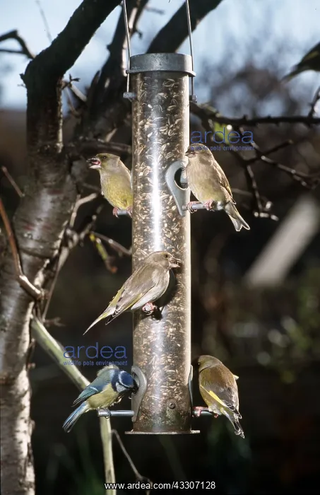 : GREENFINCHS & Blue Tit (Cyanistes caeruleus) - on : GREENFINCHS & Blue Tit (Cyanistes caeruleus) - on