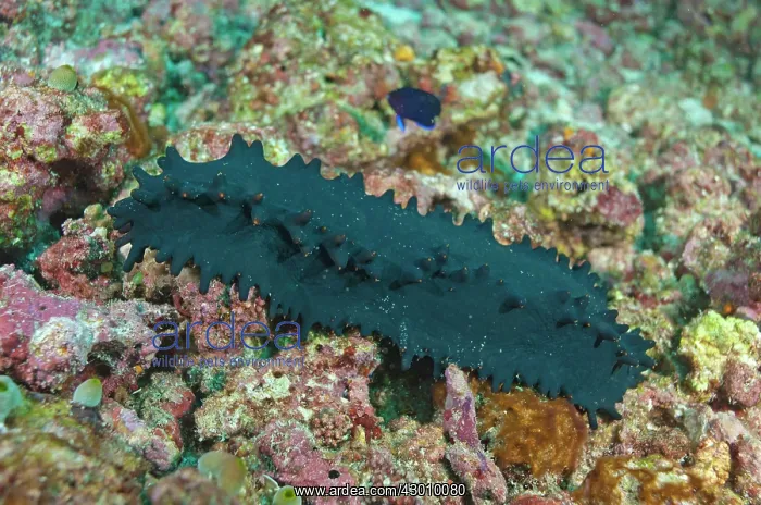 : Greenfish Sea Cucumber Manta Channel dive site : Greenfish Sea Cucumber Manta Channel dive site