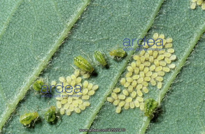 : Greenfly Aphids : Greenfly Aphids