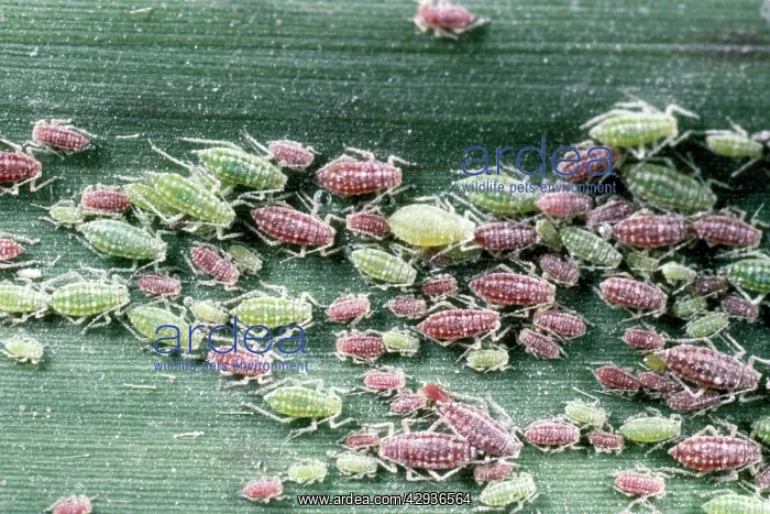  : Greenfly Aphids - large aggregation on reed leaf