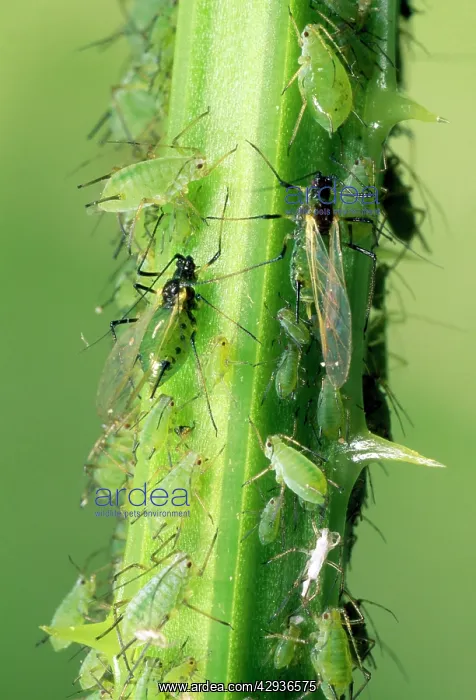 : Greenfly Aphids - on plant stem : Greenfly Aphids - on plant stem