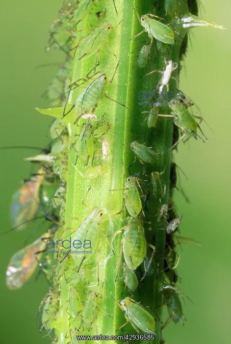 : Greenfly Aphids - on plant stem : Greenfly Aphids - on plant stem