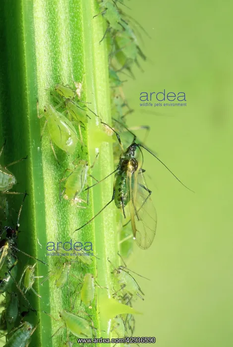  : Greenfly Aphids - on plant stem