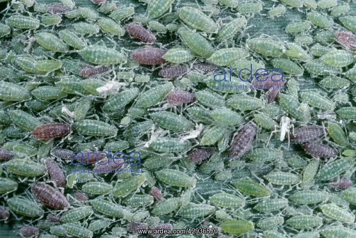 : GREENFLY / PEA APHID - ON REED LEAF : GREENFLY / PEA APHID - ON REED LEAF