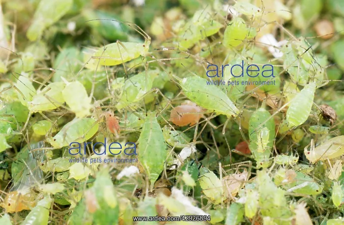  : Greenfly  /  Pea APHIDS - huge swarm