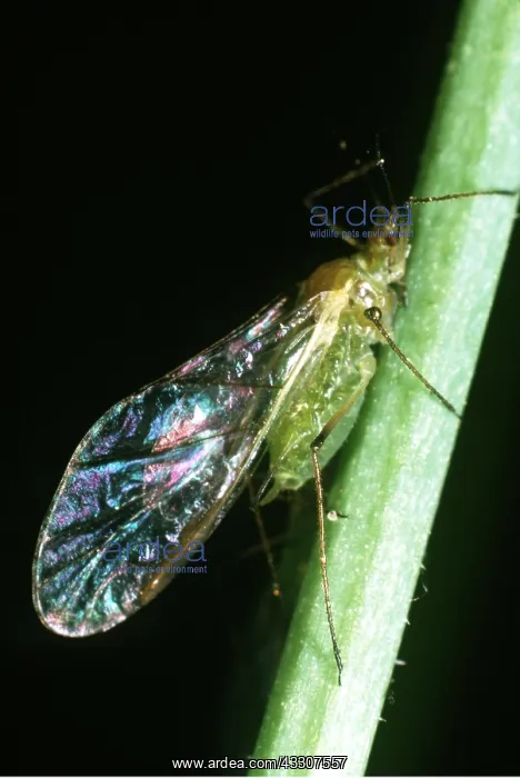 : GREENFLY - X10 magnification : GREENFLY - X10 magnification