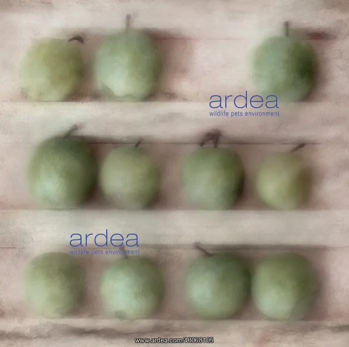  : Greengage, Prunus domestica ssp. italica var