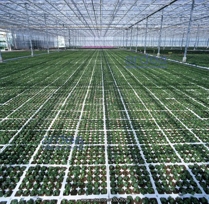 : Greenhouse : Greenhouse