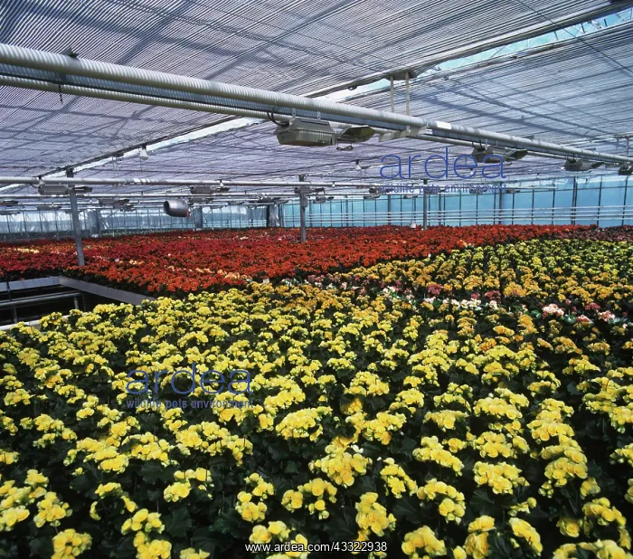 : Greenhouse : Greenhouse