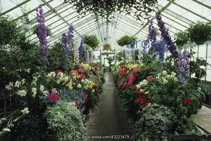 : Greenhouse interior : Greenhouse interior