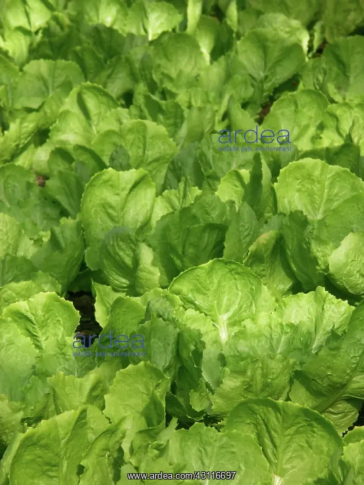 : Greenhouse Lettuce : Greenhouse Lettuce