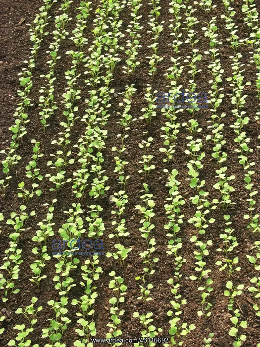 : Greenhouse Plants : Greenhouse Plants