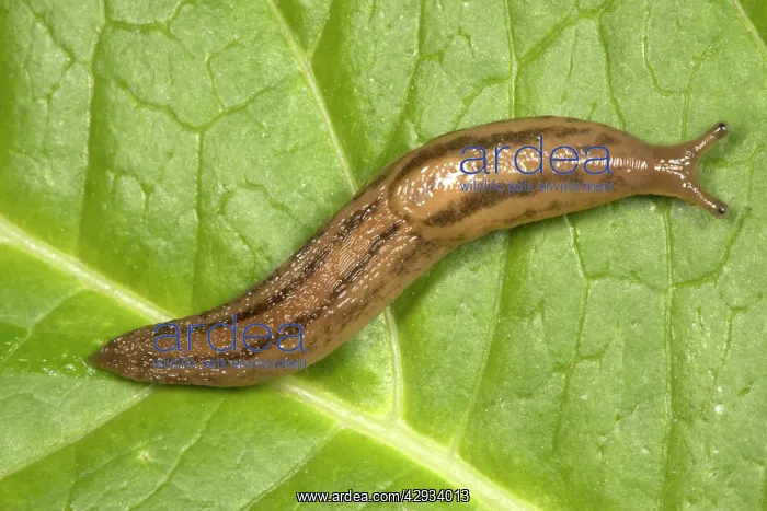 : Greenhouse Slug - Native to Iberian peninsula : Greenhouse Slug - Native to Iberian peninsula